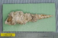 藏品(筒寄居蟹)的圖片